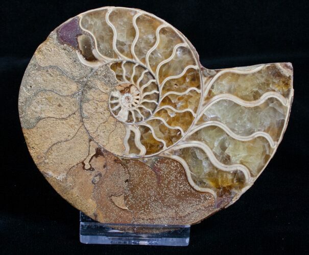 Inch Agatized Ammonite Half #5127